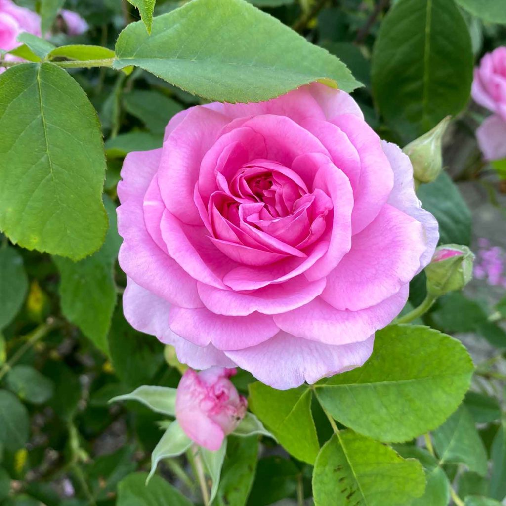 Gertrude Jekyll