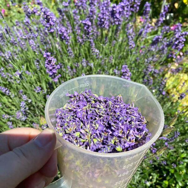 Lavendel-Sirup by Katja Haas