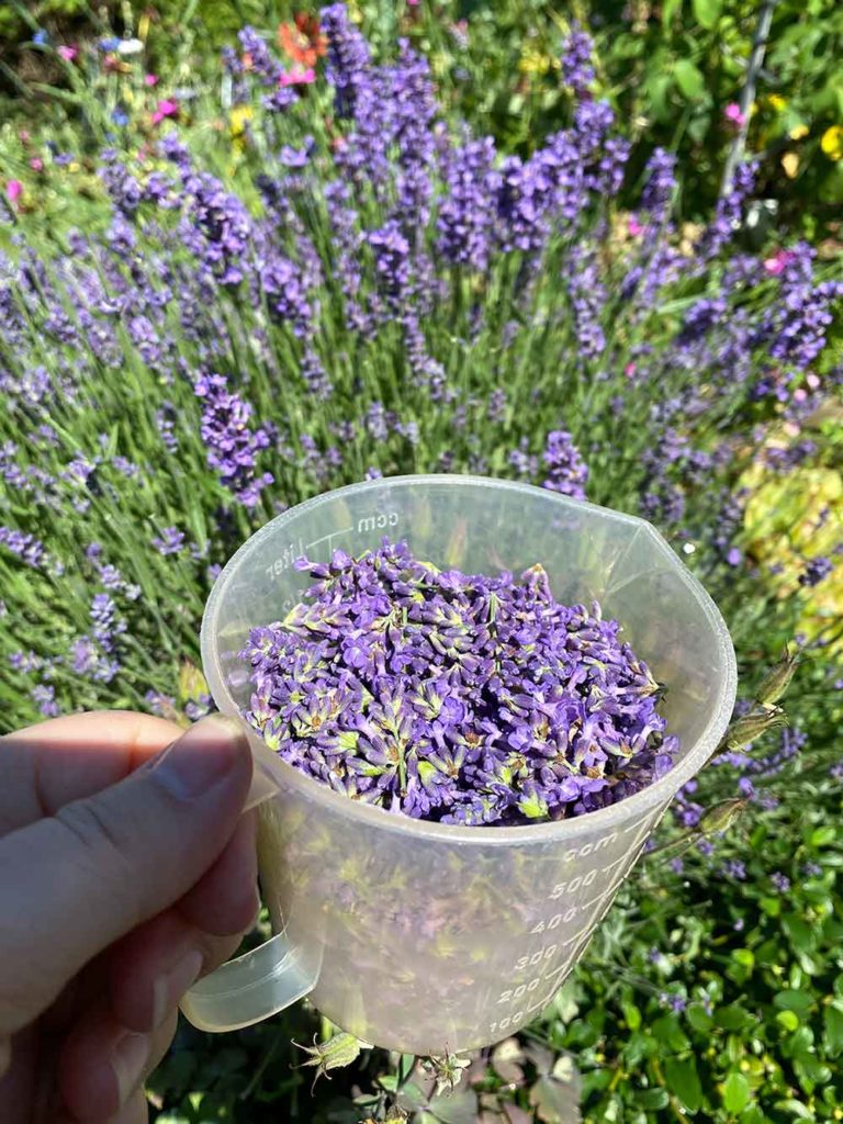 Lavendel-Sirup by Katja Haas