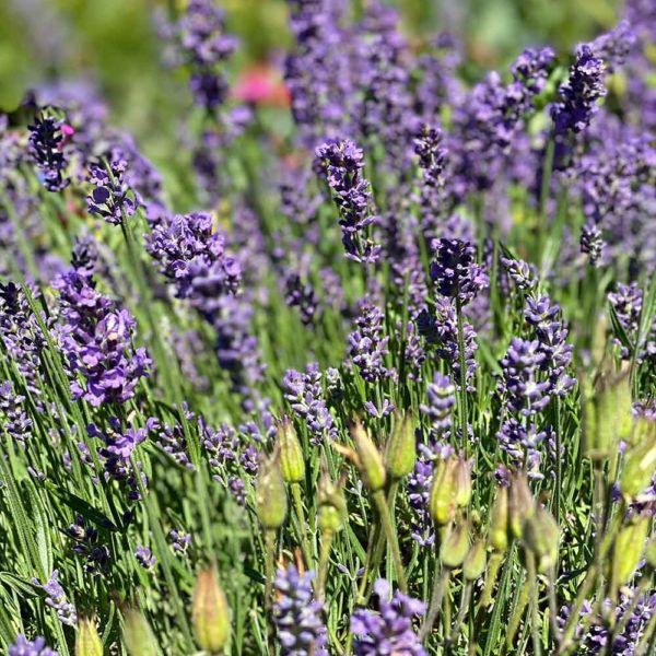 Lavendel-Sirup by Katja Haas