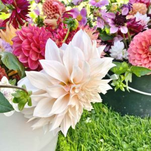 Ein Blumenmeer aus Dahlien