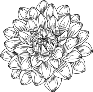 Dahlie-Illustration