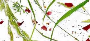 Eco Print – Pflanzendruck auf Papier