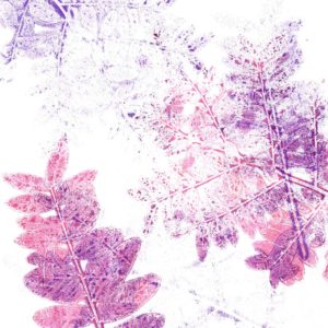 Gelli Print, Geldruck, Gellidruck – drucken mit Gelatine
