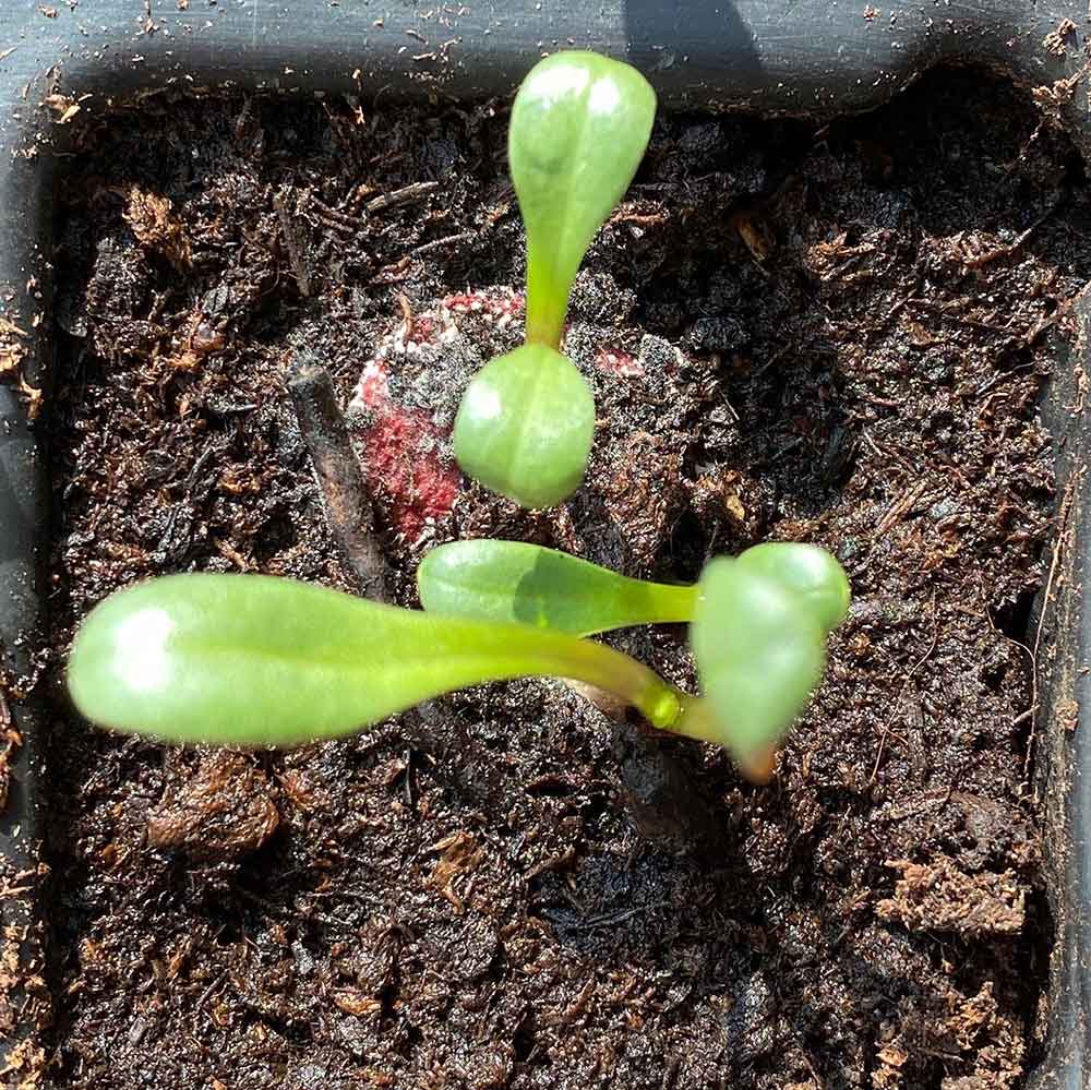 Papierherz schöpfen mit Dahlien-Samen