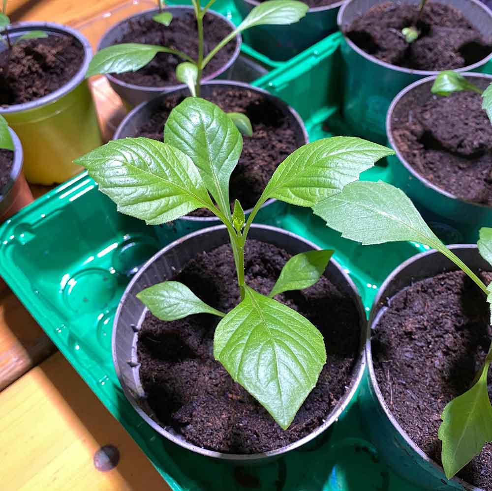 Papierherz schöpfen mit Dahlien-Samen