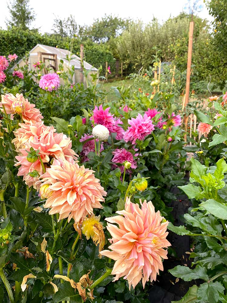 Blick in meinen Dahlien-Garten