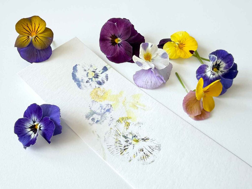Blumendruck Anleitung mit Stiefmütterchen auf Papier