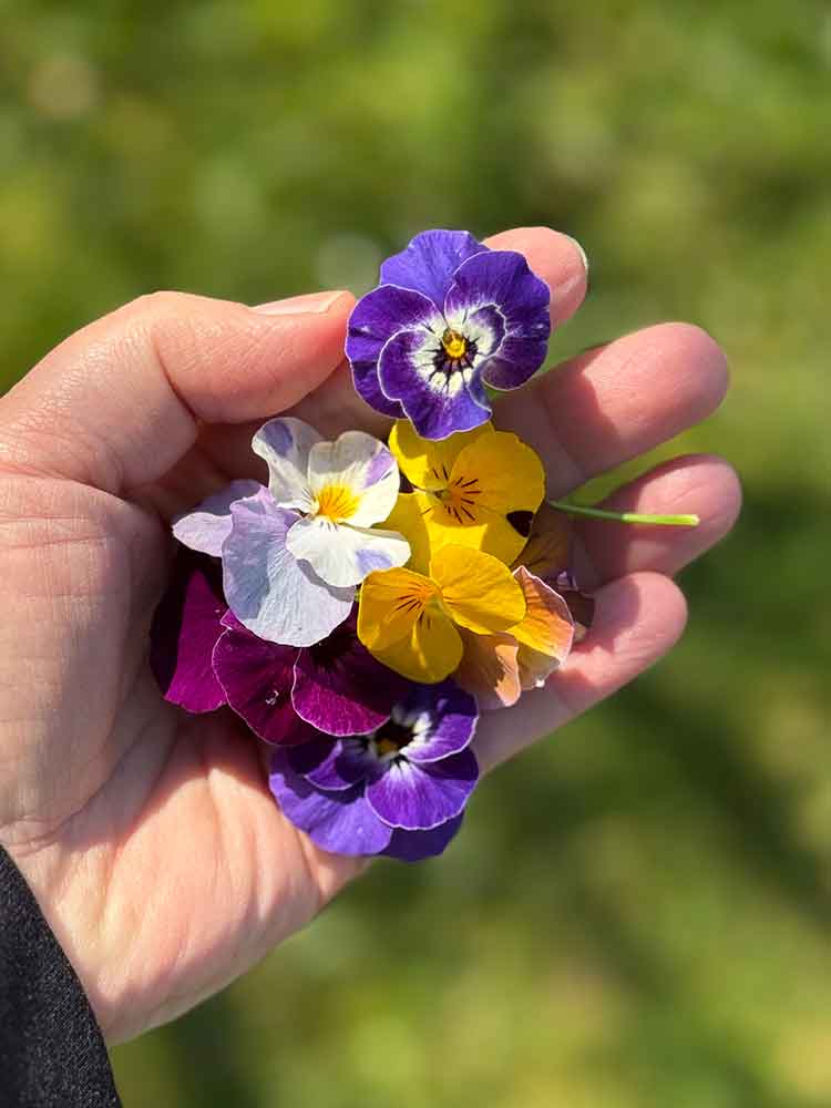 Eine Hand voll Stiefmütterchen