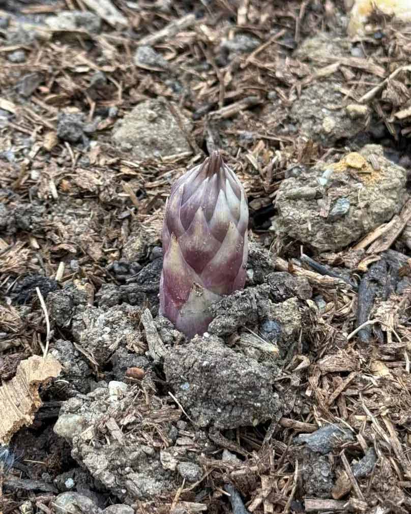 Ideen wachsen ganz leise