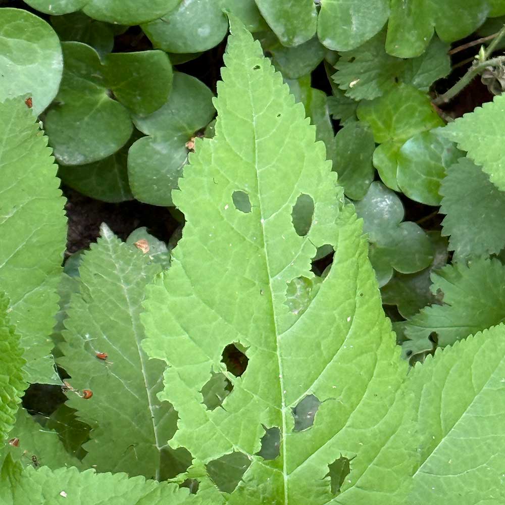 Gelli Print mit Pflanzen: zerfressenes Blatt mit Löcher
